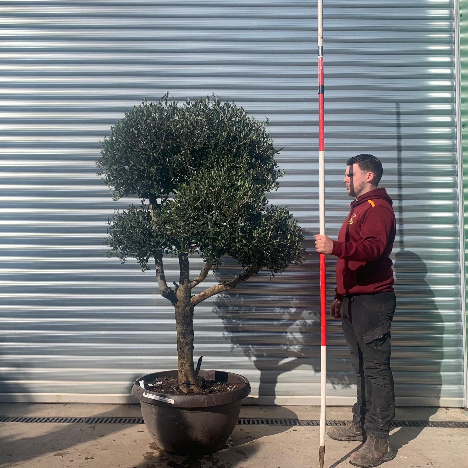 Olive Trees | Shaped Olive Trees | Cloud Olive Trees 22092