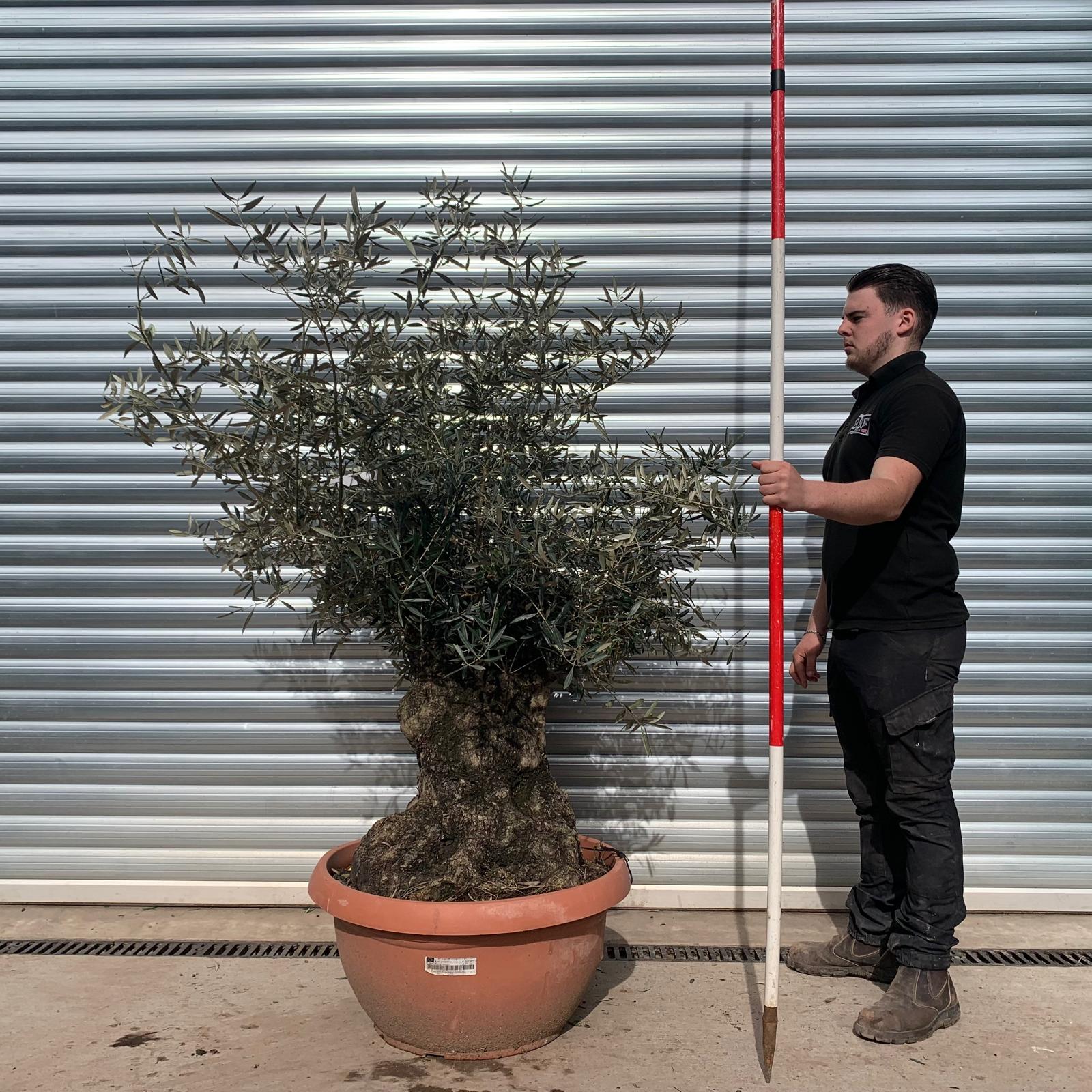 Olive Trees | Gnarly Olive Trees | 22095