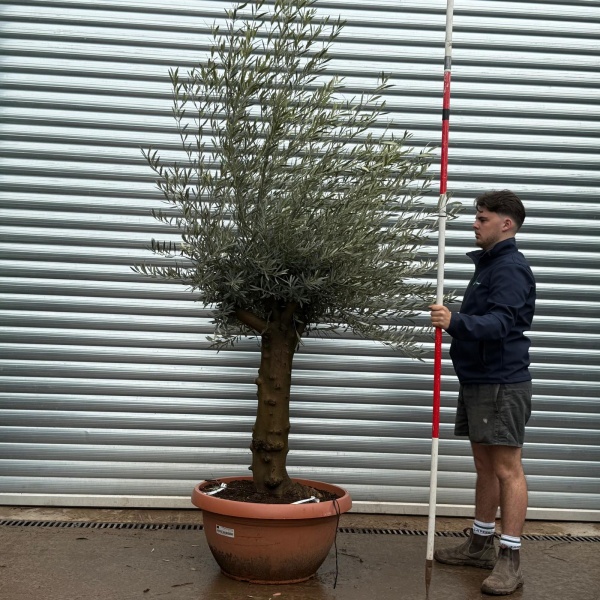 Olive Trees | Old Olive Trees | 22096