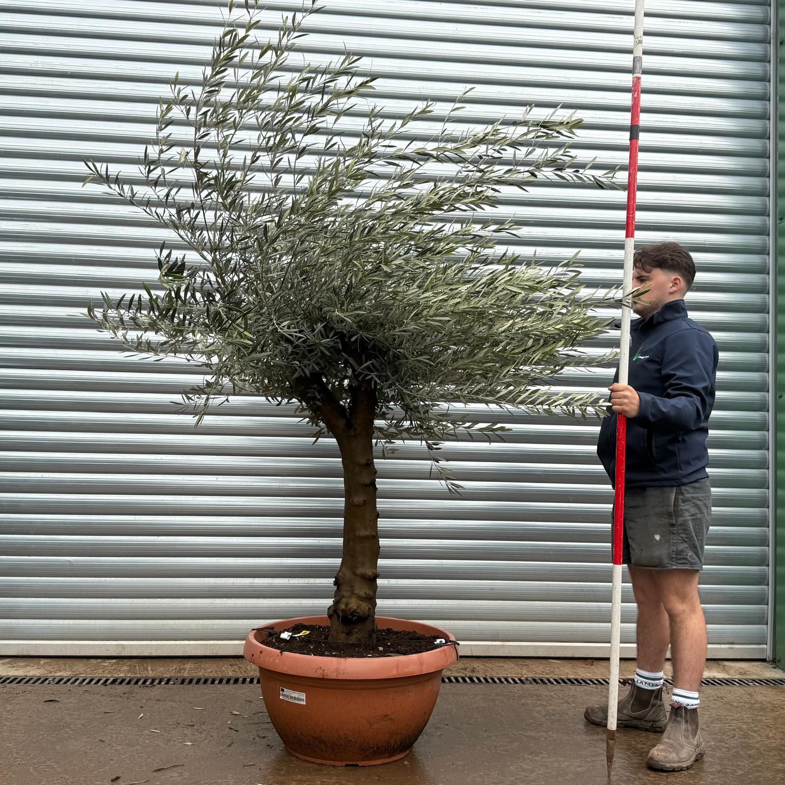 Olive Trees | Old Olive Trees | 22097 1 Olive Trees | Old Olive Trees | 22097