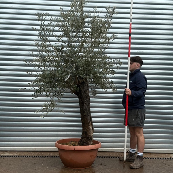 Olive Trees | Old Olive Trees | 22098