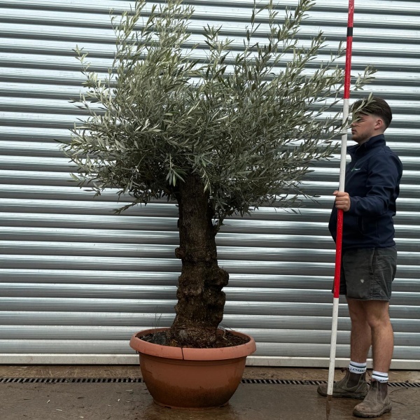 Olive Trees | Old Olive Trees | 22099