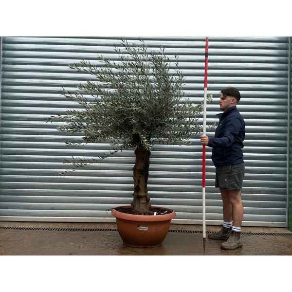 Olive Trees | Branched Olive Trees | 22101