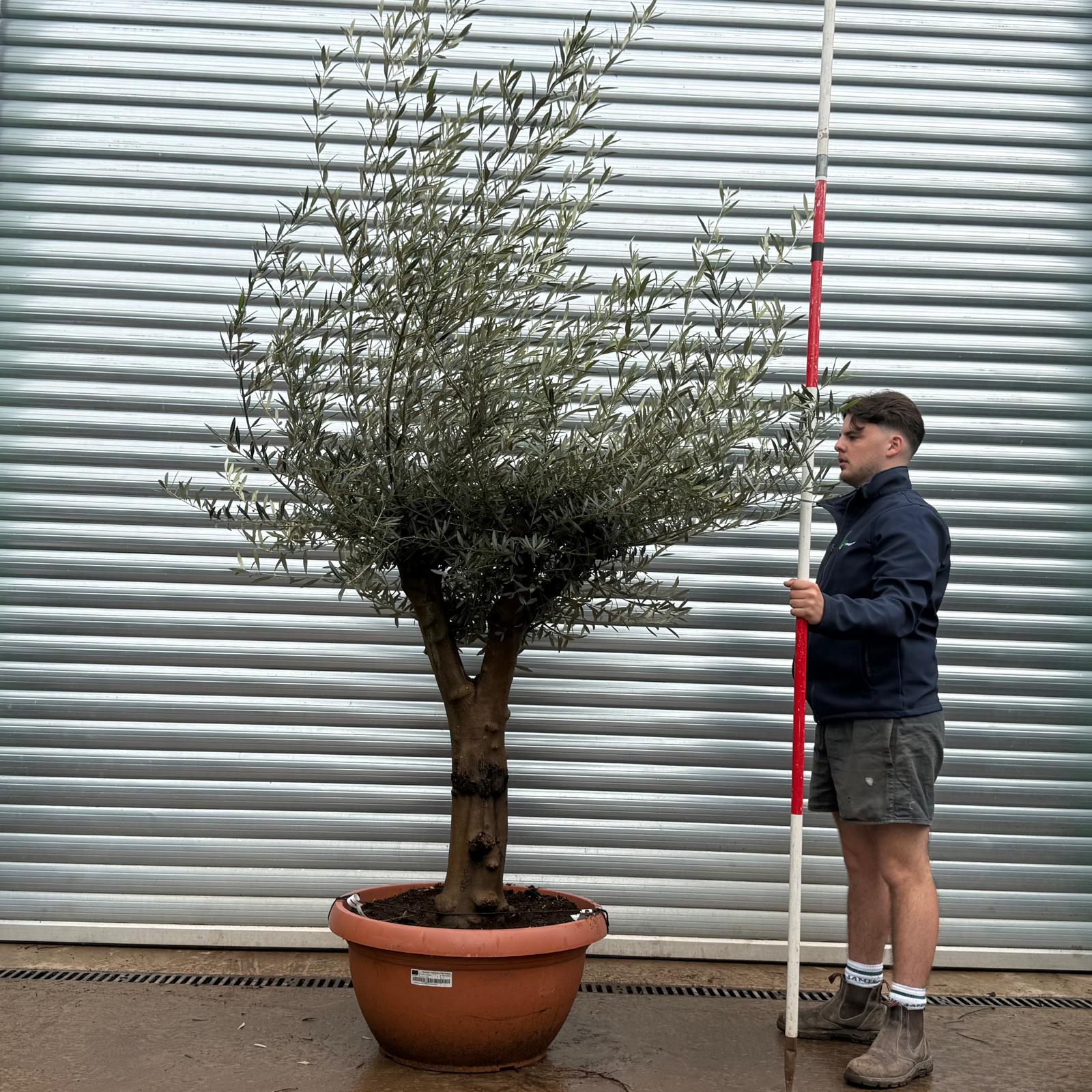 Olive Trees | Branched Olive Trees | 22102