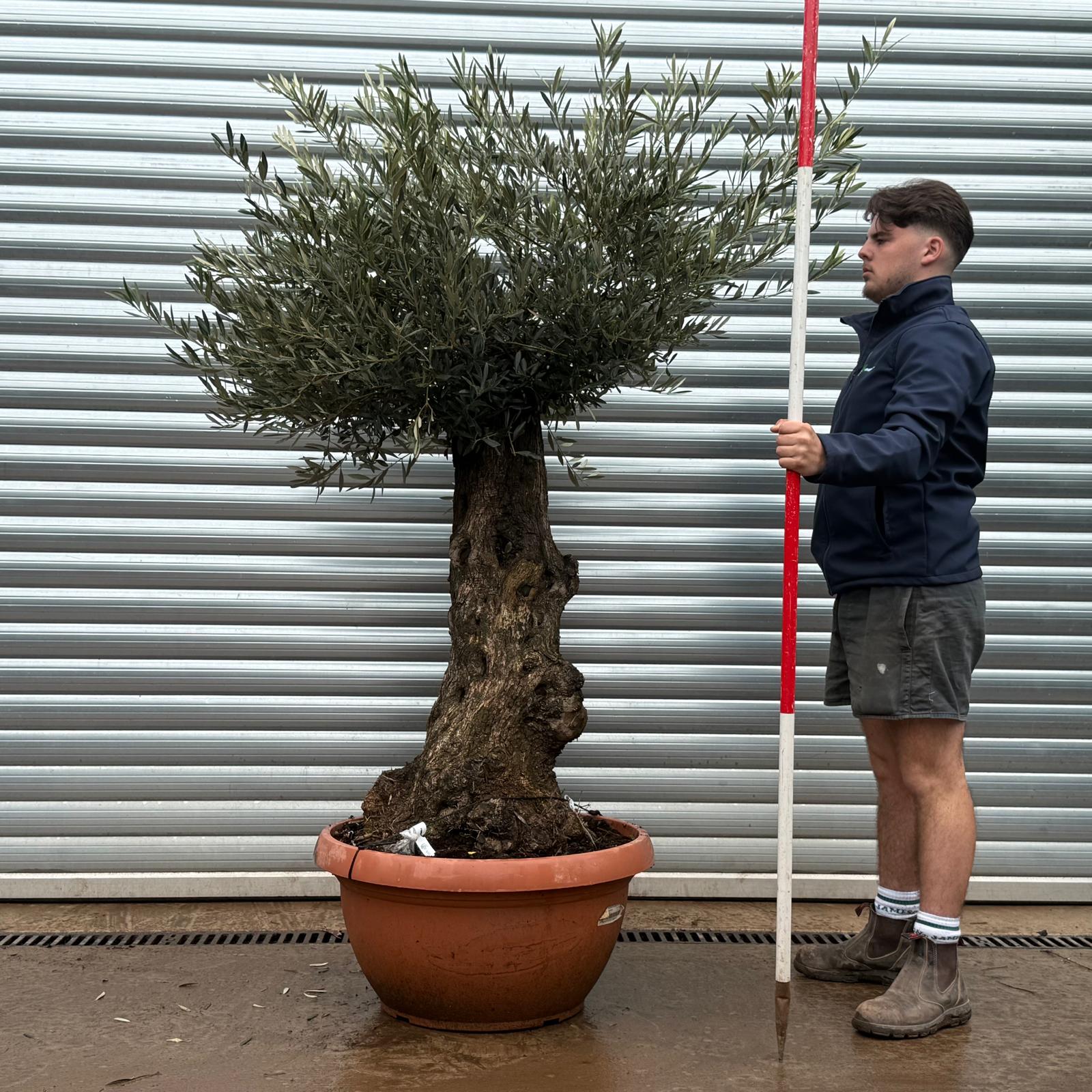 Olive Trees | Old Olive Trees | 22103