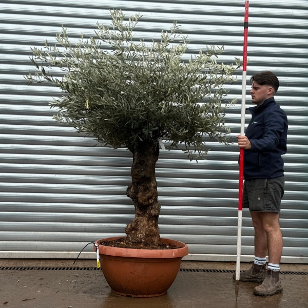 Olive Trees | Old Olive Trees | 22104