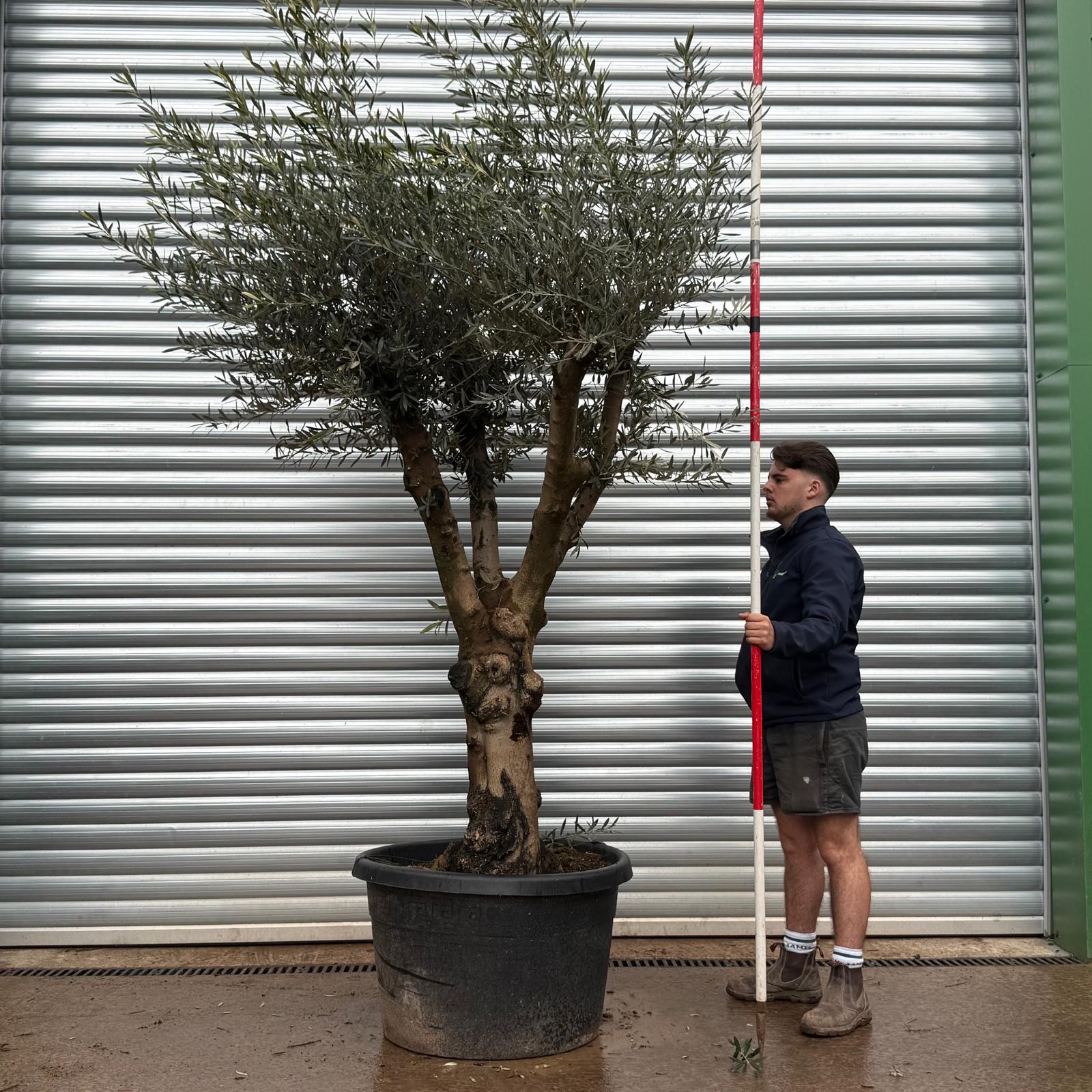 Olive Trees | Branched Olive Trees | 22105 1 Olive Trees | Branched Olive Trees | 22105