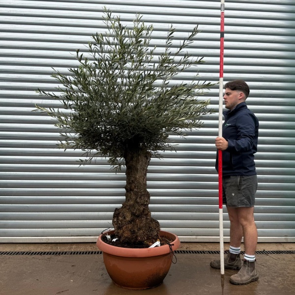 Olive Trees | Old Olive Trees | 22107