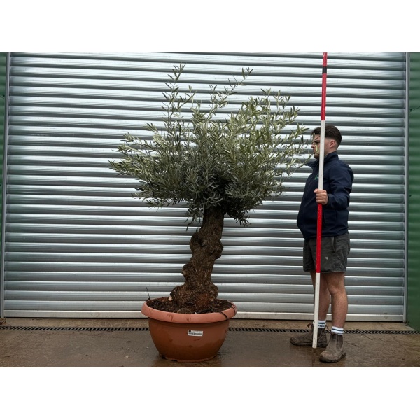 Olive Trees | Old Olive Trees | 22108