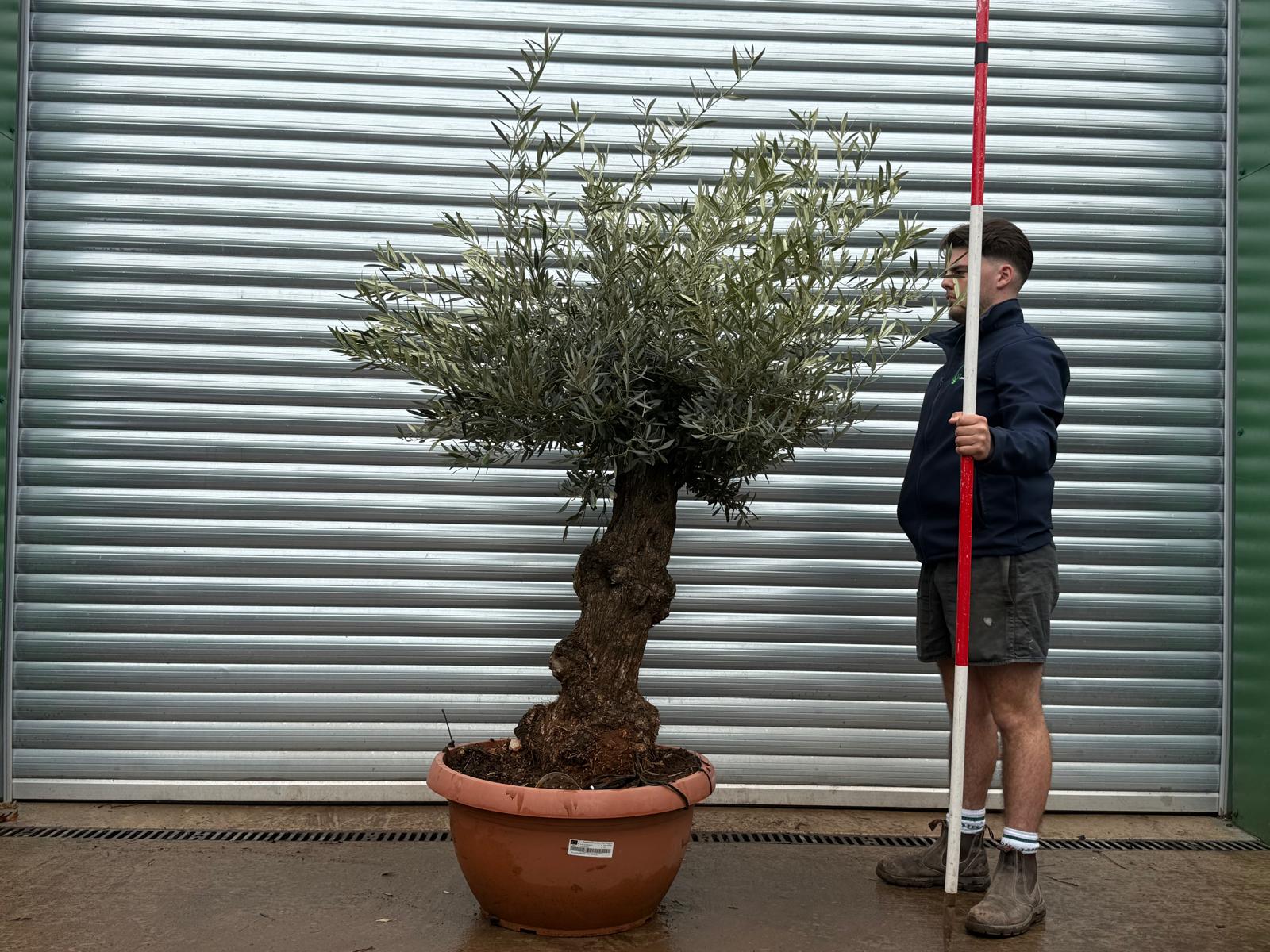 Olive Trees | Old Olive Trees | 22108