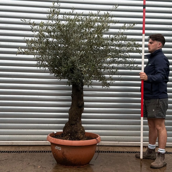 Olive Trees | Old Olive Trees | 22109