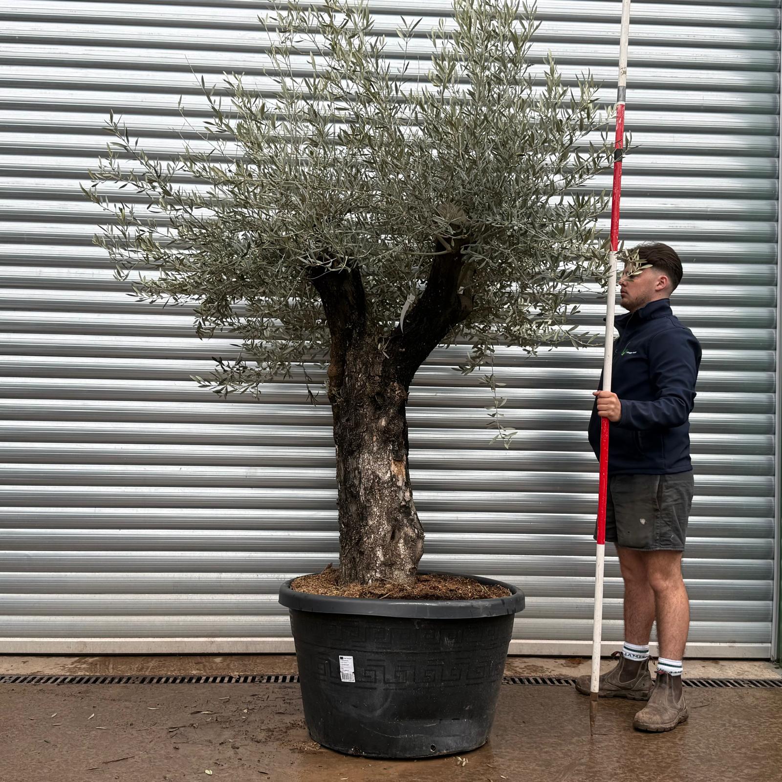 Olive Trees | Old Olive Trees | 22111