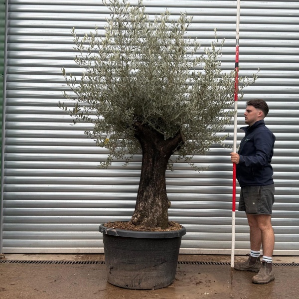 Olive Trees | Branched Olive Trees | 22113