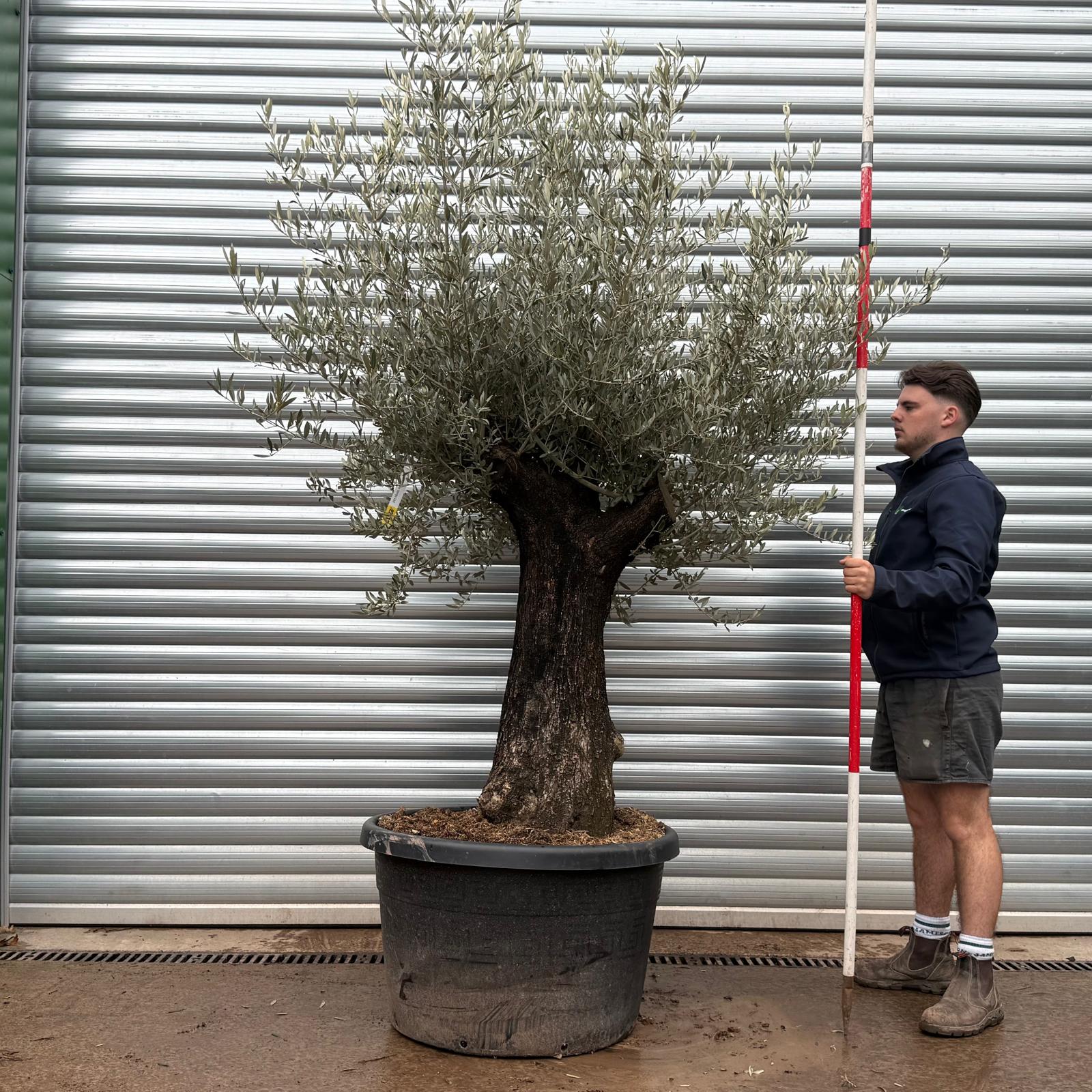 Olive Trees | Branched Olive Trees | 22113