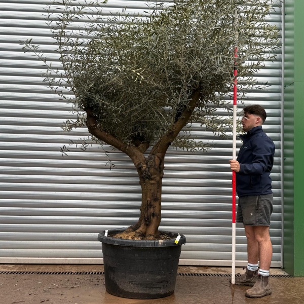 Olive Trees | Branched Olive Trees | 22116