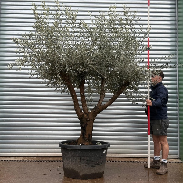 Olive Trees | Branched Olive Trees | 22117