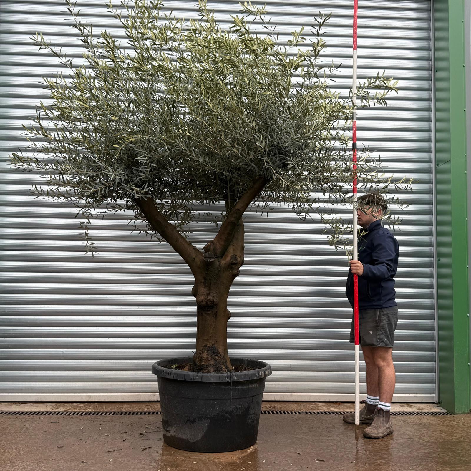 Olive Trees | Branched Olive Trees | 22118