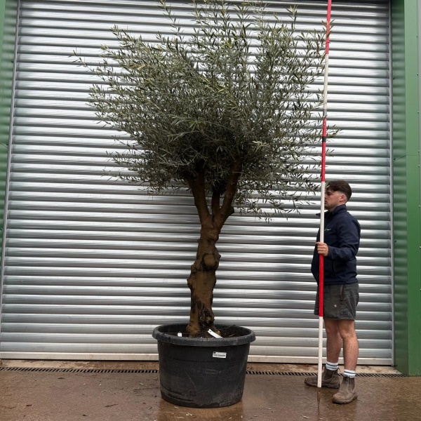 Olive Trees | Branched Olive Trees | 22119