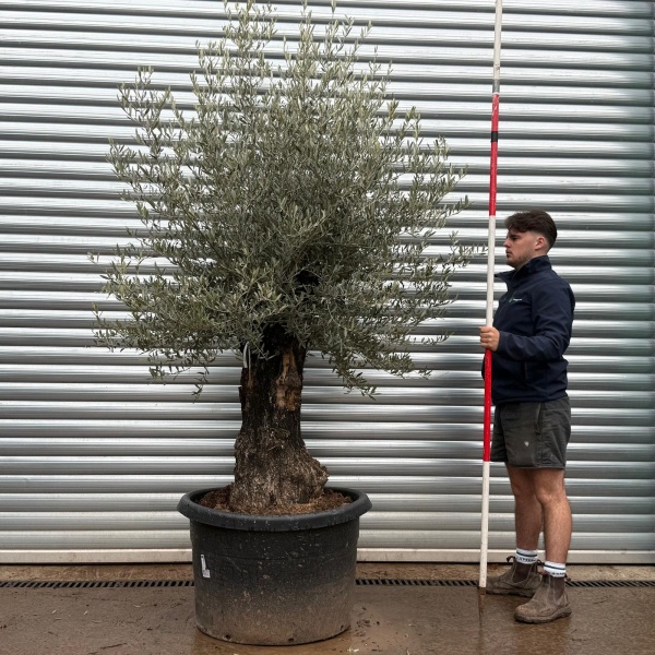 Olive Trees | Old Olive Trees | 22112