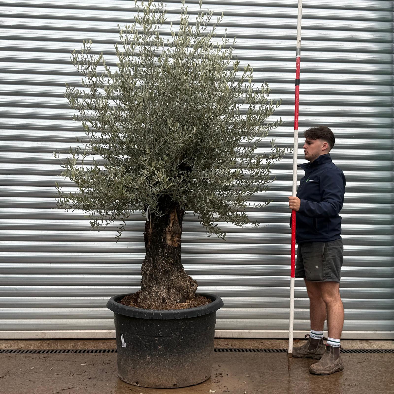 Olive Trees | Old Olive Trees | 22112 1 Olive Trees | Old Olive Trees | 22112