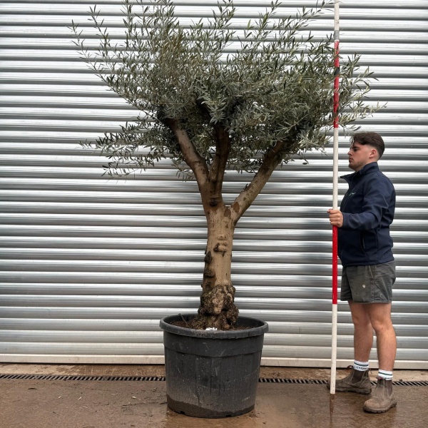 Olive Trees | Branched Olive Trees | 22120