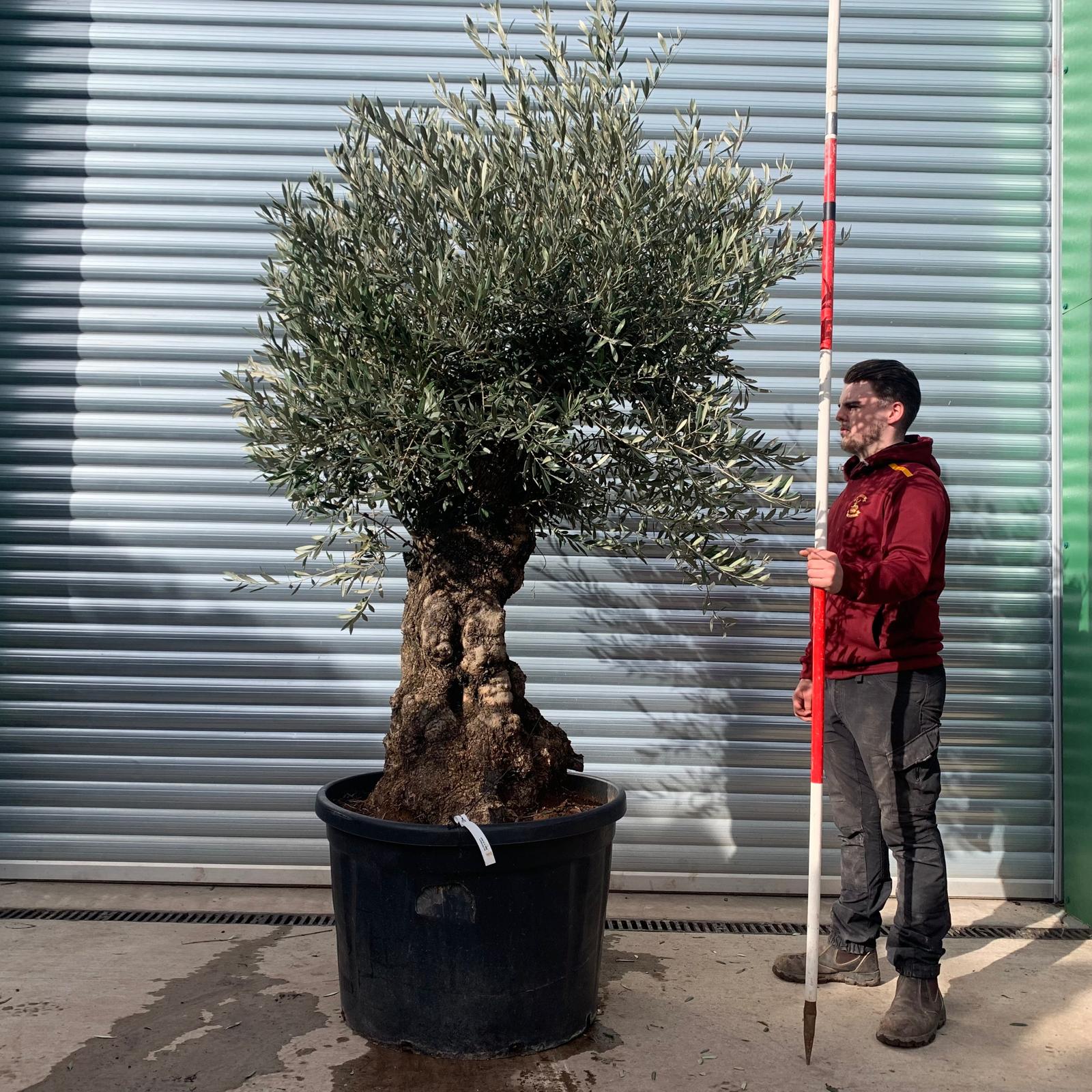 Olive Trees | Gnarly Olive Trees | 22121