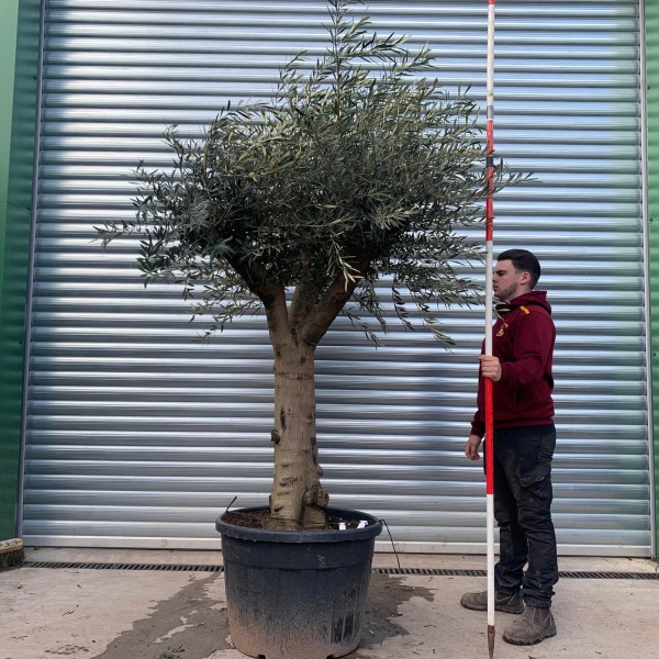 Olive Trees | Branched Olive Trees | 22122