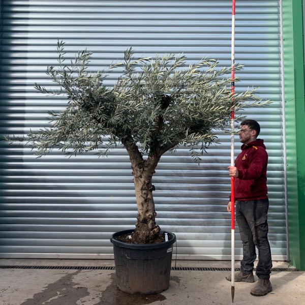 Olive Trees | Branched Olive Trees | 22123