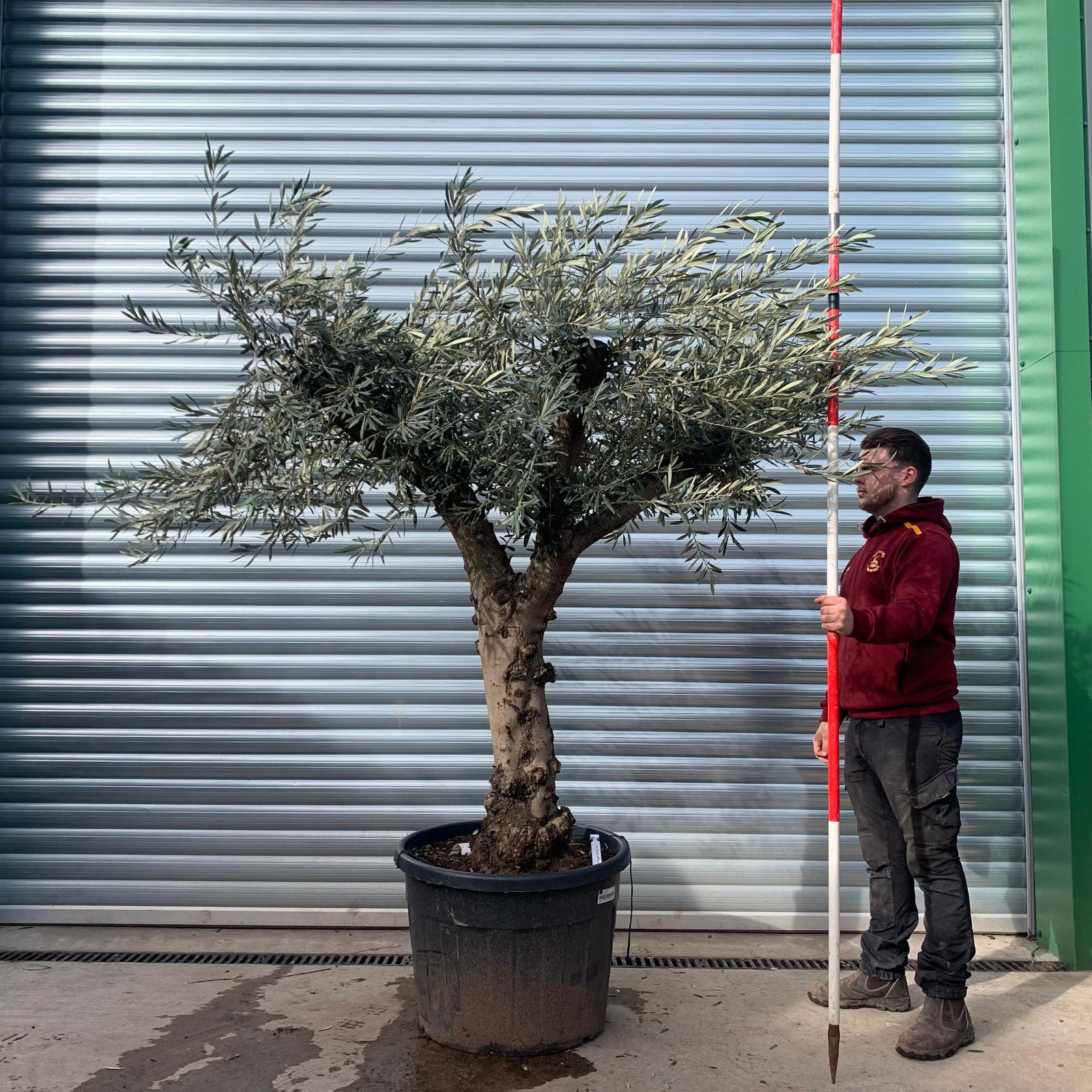 Olive Trees | Branched Olive Trees | 22123