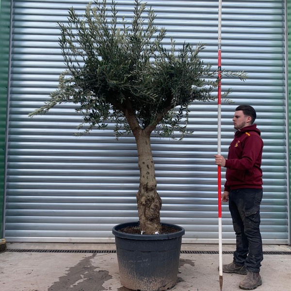 Olive Trees | Mature Branched Olive Trees | 22124