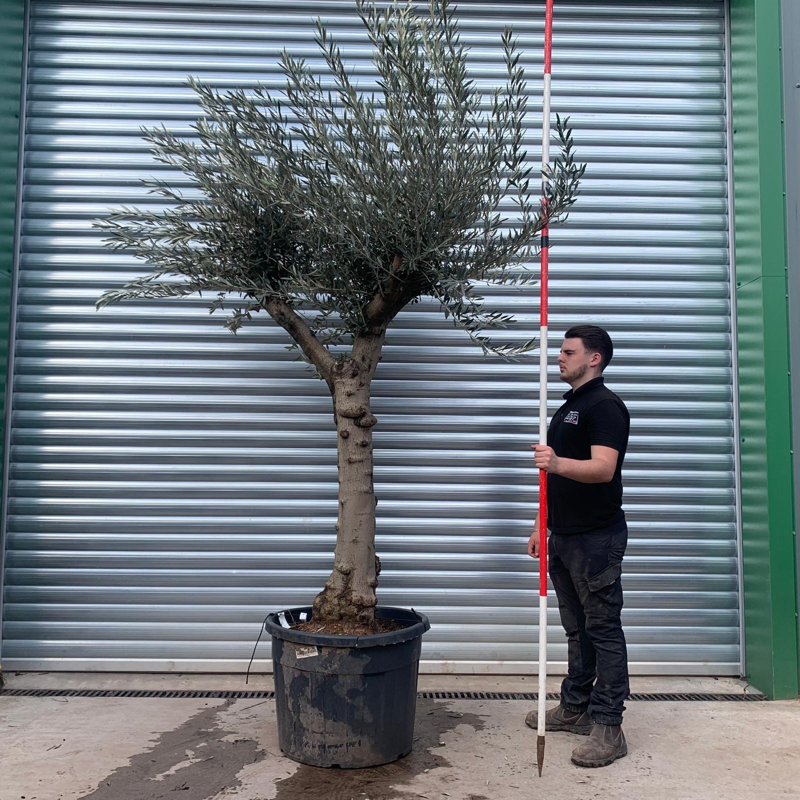 Olive Trees | Mature Olive Trees | 22125