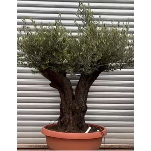 Olive Trees | Gnarly Old Olive Trees | 22126