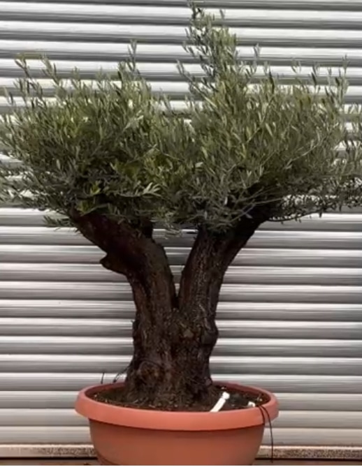 Olive Trees | Gnarly Old Olive Trees | 22126