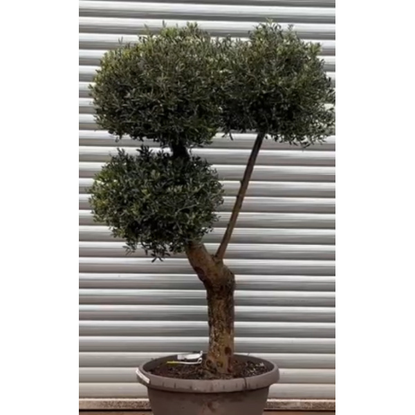 Olive Trees | Shaped Olive Trees | 22127