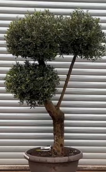 Olive Trees | Shaped Olive Trees | 22127