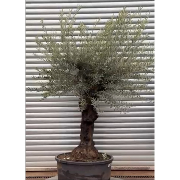 Olive Trees | Gnarly Branched Olive Trees | 22128