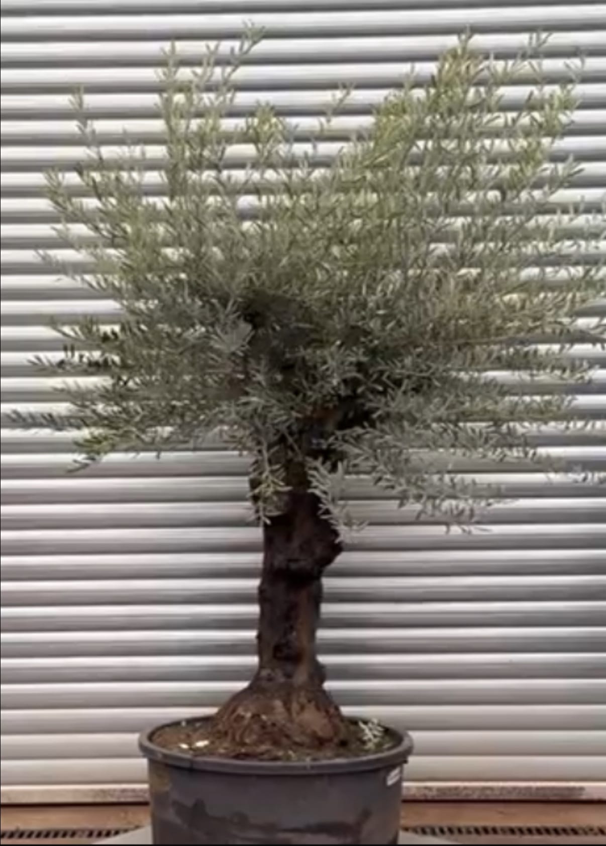 Olive Trees | Gnarly Branched Olive Trees | 22128