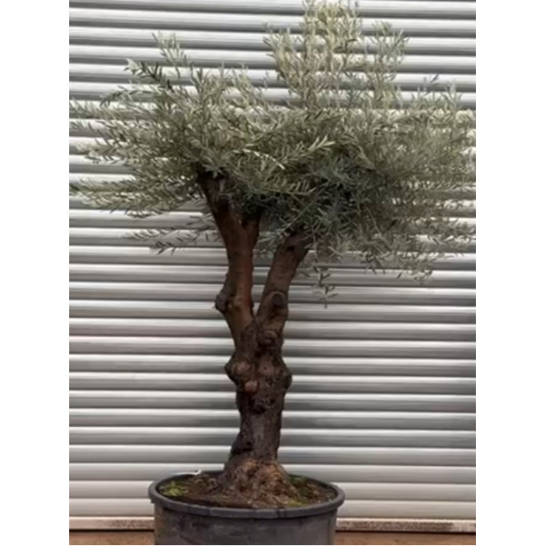 Olive Trees | Gnarly Branched Olive Trees | 22129 - 360 Video Available