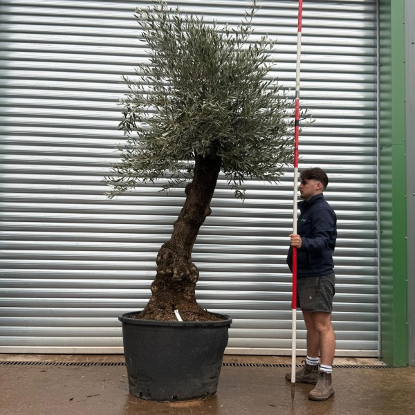 Olive Trees | Gnarly Olive Trees | 22168