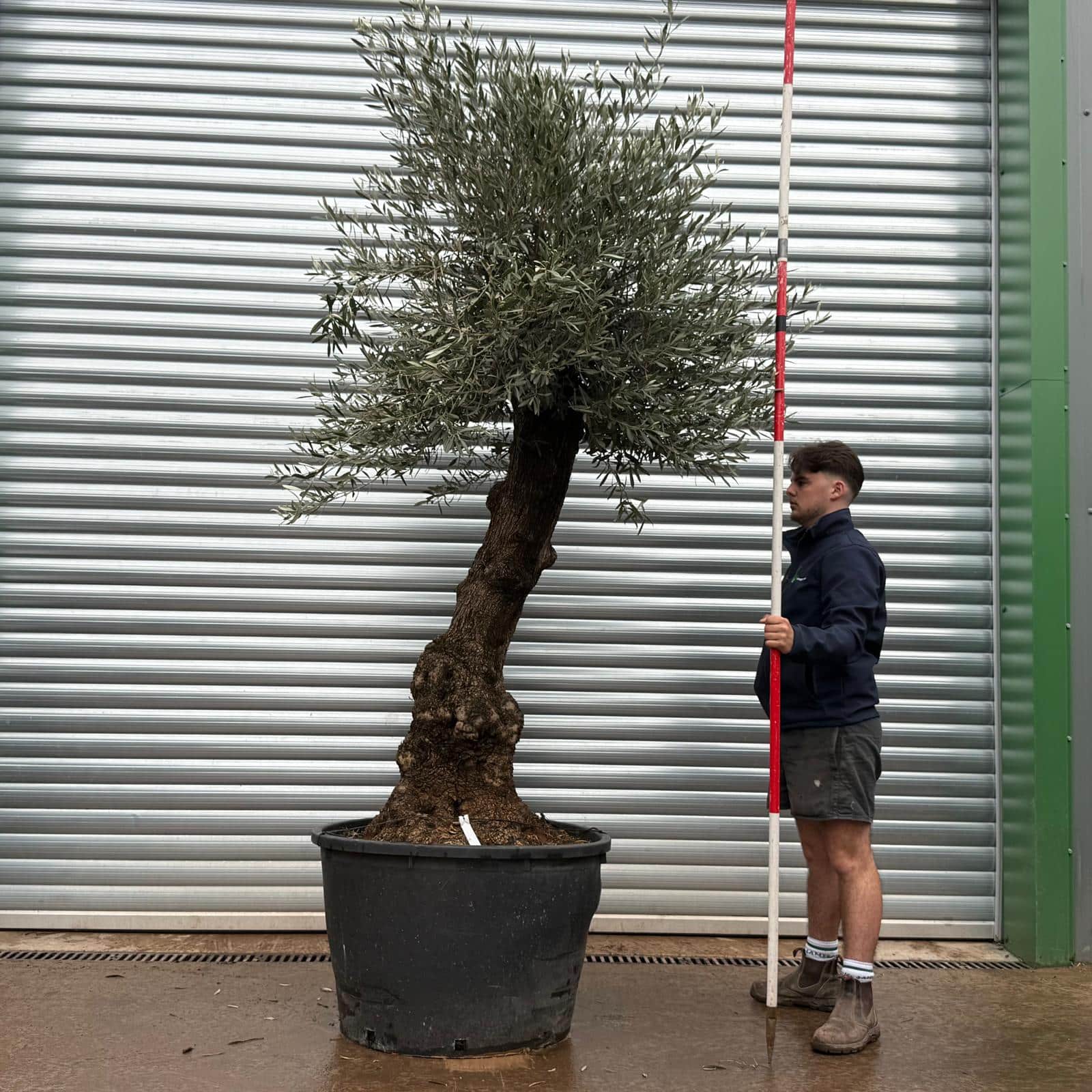 Olive Trees | Gnarly Olive Trees | 22168