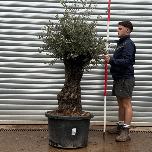 Olive Trees | Gnarly Olive Trees | 22220