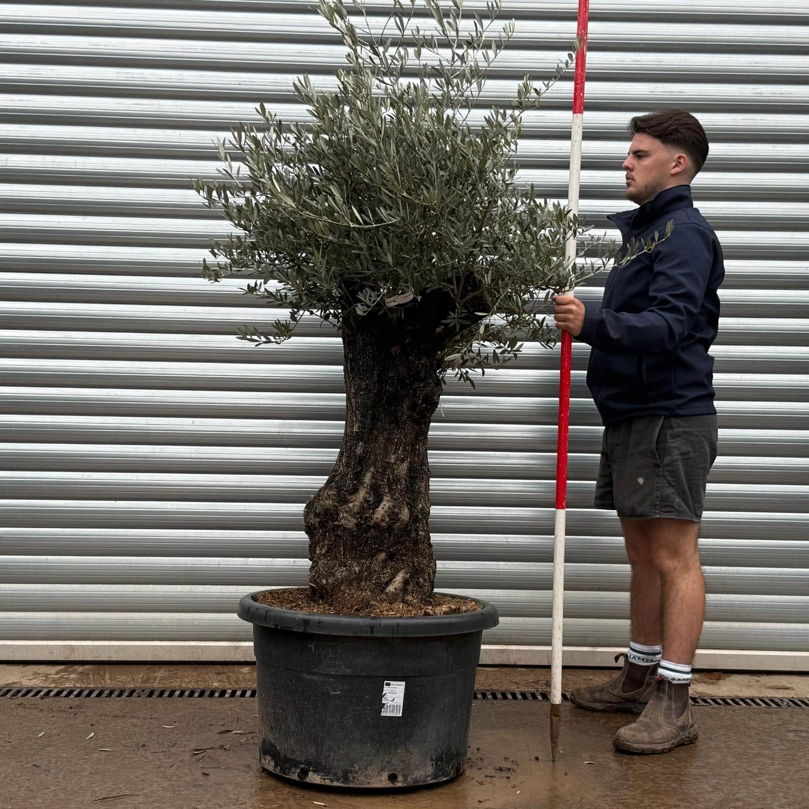 Olive Trees | Gnarly Olive Trees | 22220
