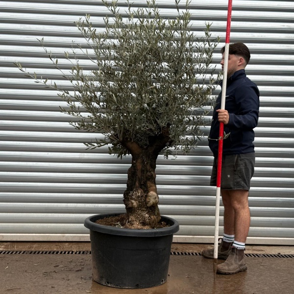 Olive Trees | Gnarly Olive Trees | 22221