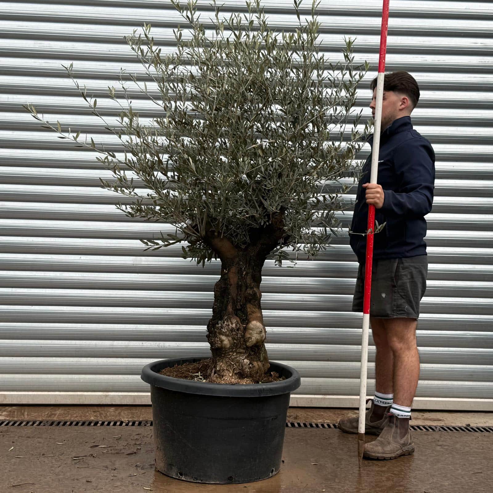 Olive Trees | Gnarly Olive Trees | 22221