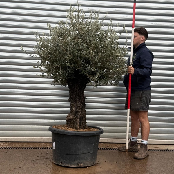 Olive Trees | Gnarly Olive Trees | 22222