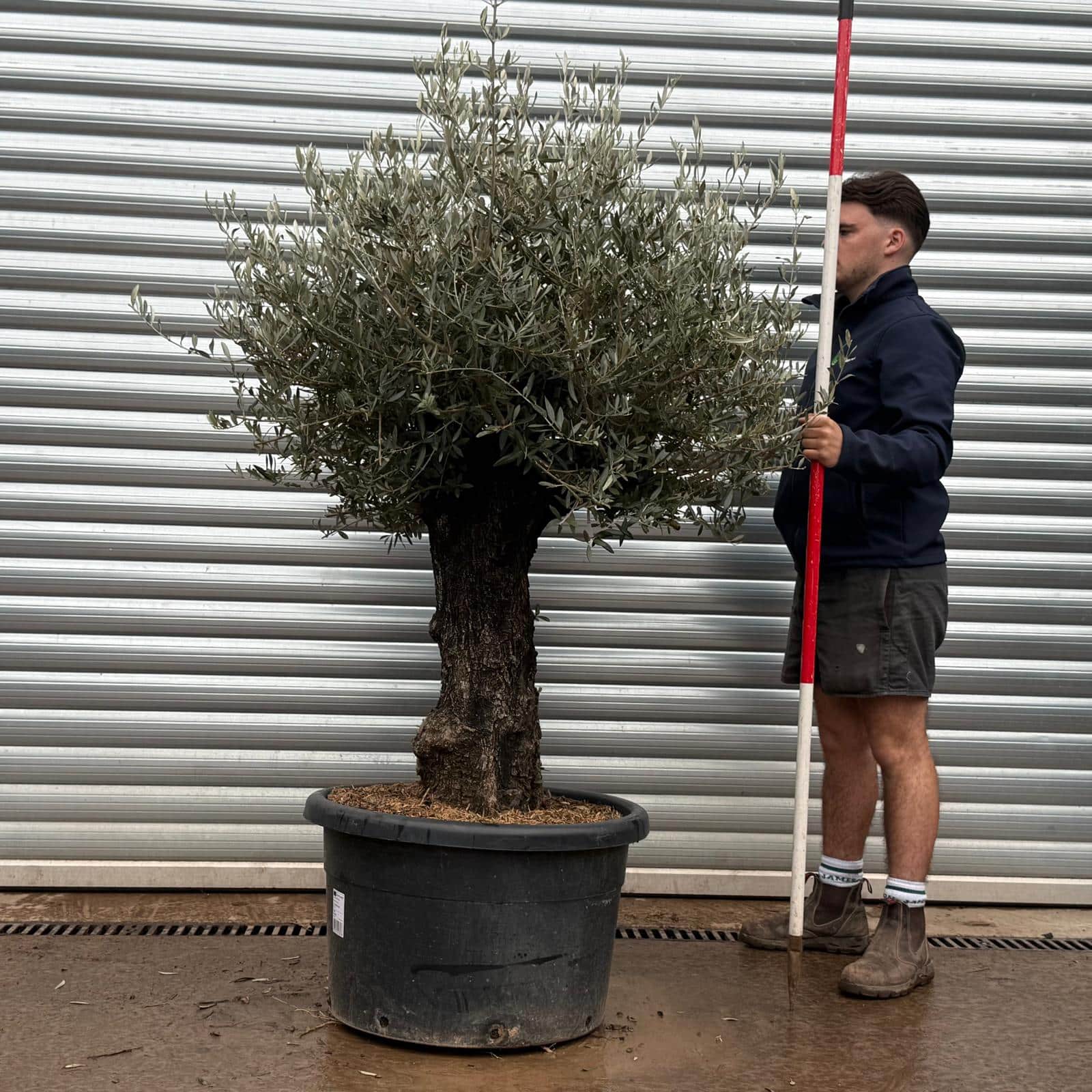 Olive Trees | Gnarly Olive Trees | 22222 1 Olive Trees | Gnarly Olive Trees | 22222