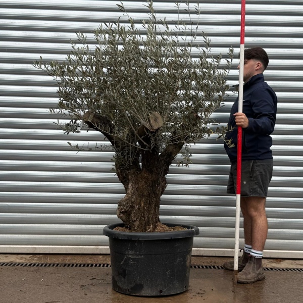 Olive Trees | Gnarly Olive Trees | 22223