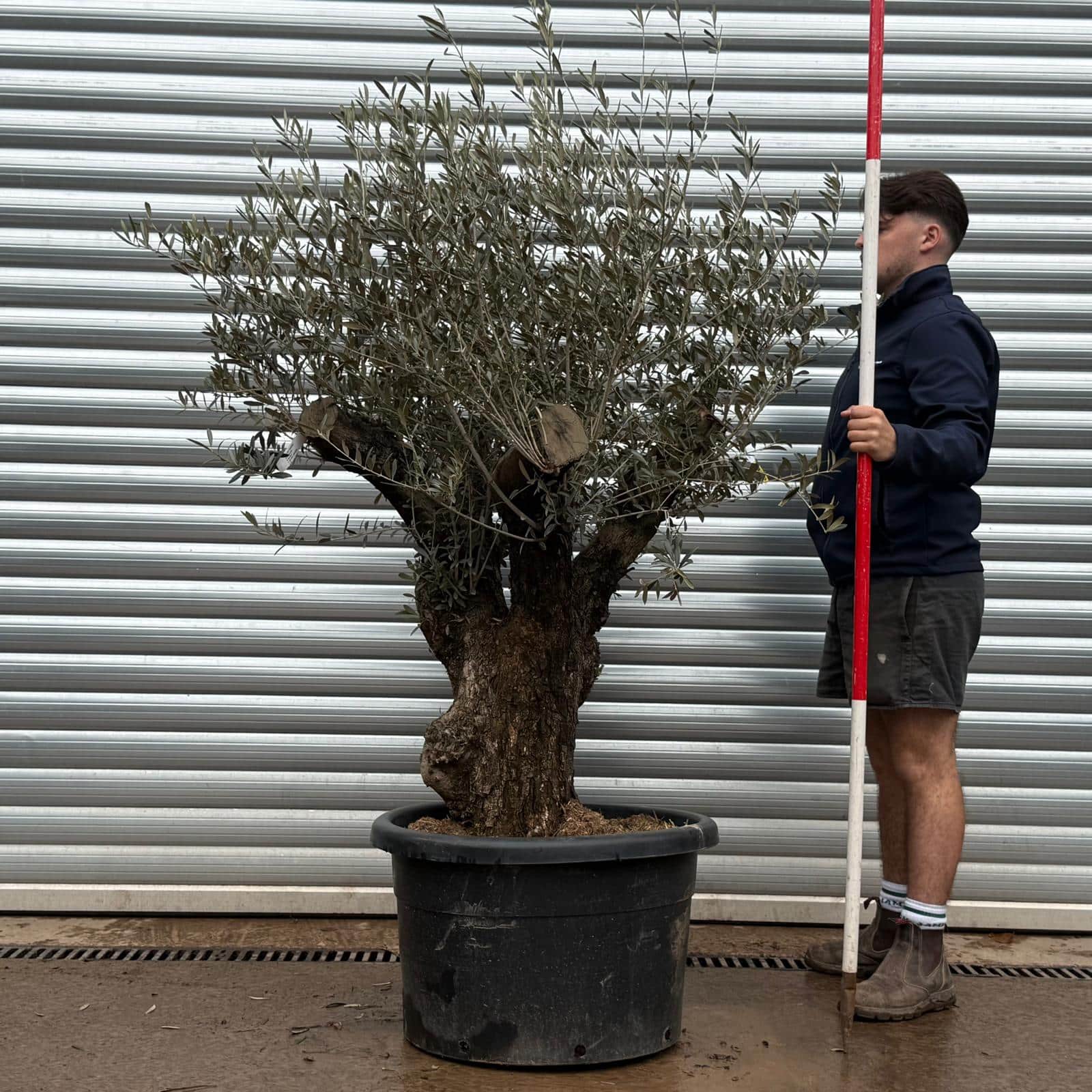 Olive Trees | Gnarly Olive Trees | 22223 1 Olive Trees | Gnarly Olive Trees | 22223