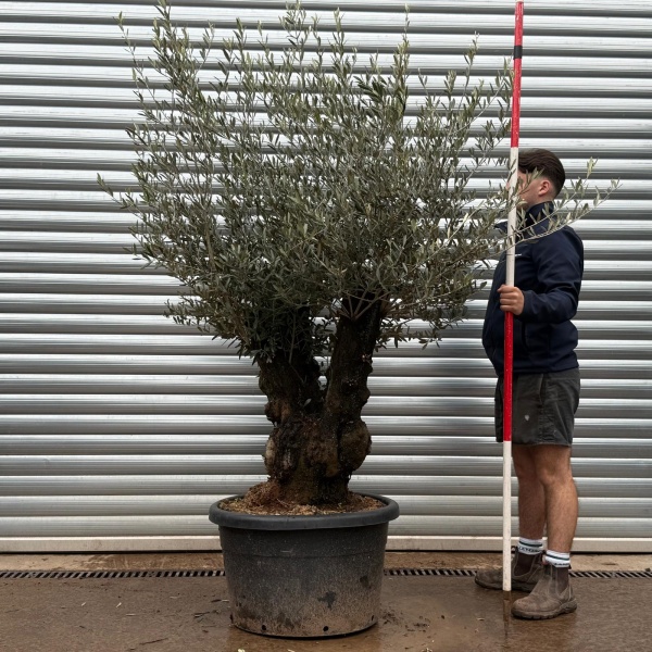 Olive Trees | Old Olive Trees | 22224