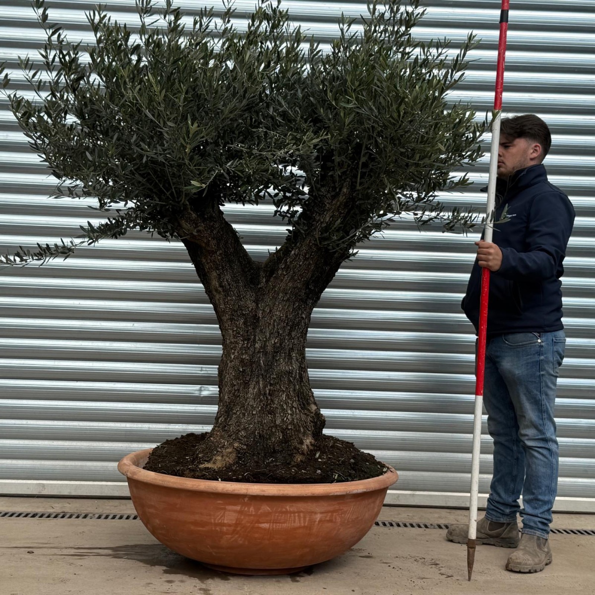 Terracotta Tuscan Pots | Terracotta Bowl | 100cm Diameter 1 Terracotta Tuscan Pots | Terracotta Bowl | 100cm Diameter